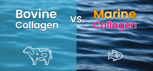 Marine Collagen vs. Bovine Collagen: Which One Works Best?